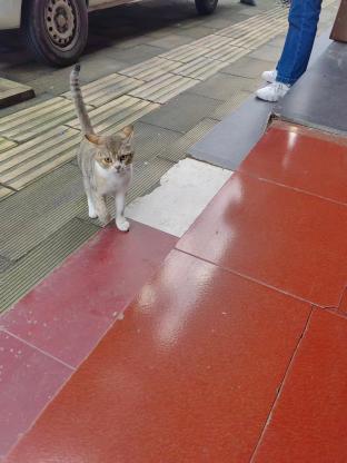 猫咪·金渐层串串·金金