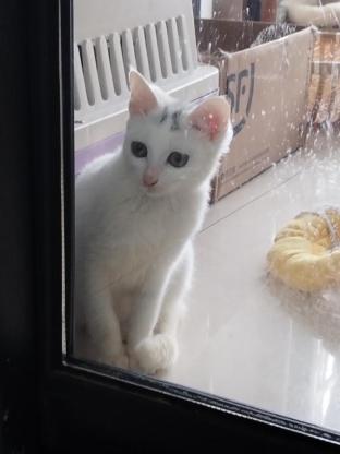 猫咪·中华田园猫·无