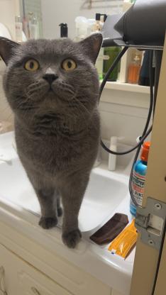 猫咪·蓝猫·胖胖