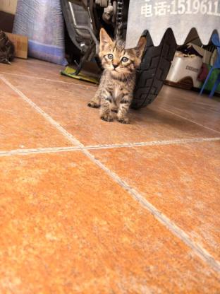猫咪·田园猫·未取名