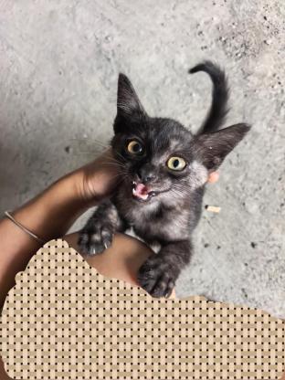 猫咪·田园猫·奶糖（暂取）