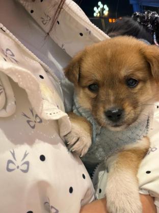 狗狗·土狗·壮壮