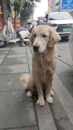 狗狗·金毛·球球