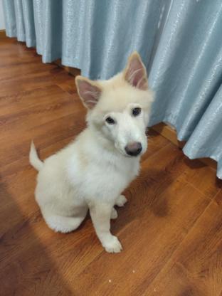 狗狗·土松·麻花