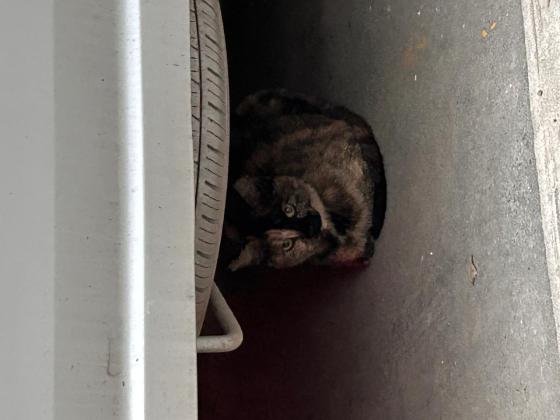 猫咪·田园猫·小玳瑁