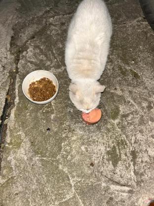 猫咪·田园猫·小白