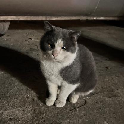 猫咪·蓝白·小蓝白