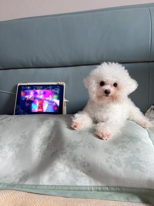 狗狗·比熊·多多