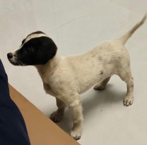 狗狗·中华田园犬·小狗