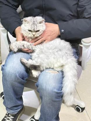 猫咪·银渐层·暂无