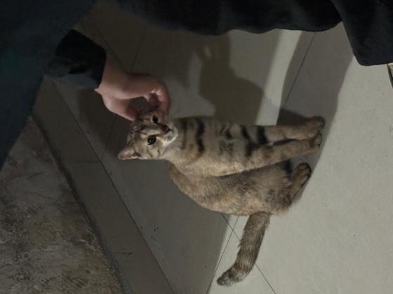 猫咪·狸花·咪咪