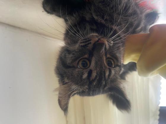 猫咪·卷耳猫·黑熊精