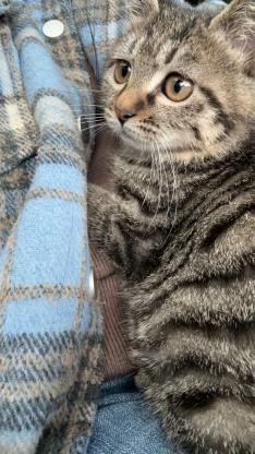 猫咪·狸花猫·安安