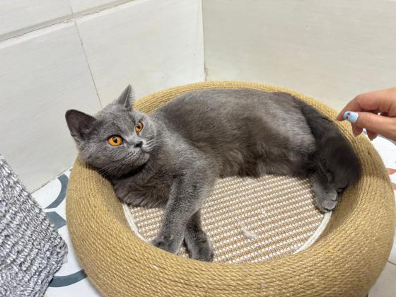 猫咪·蓝猫·小咪