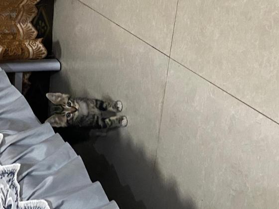 猫咪·布偶和狸花串·嘟嘟