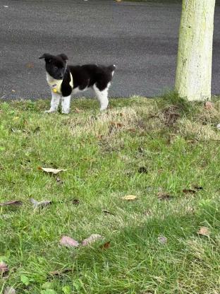 狗狗·小土狗杂交·饭团