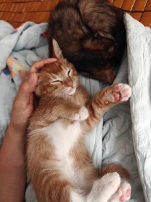 猫咪·中华田园猫（玳瑁橘白）·幺儿幺女