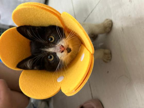 猫咪·奶牛猫·垚垚