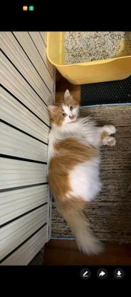 猫咪·长毛橘白狮子猫。·niannian