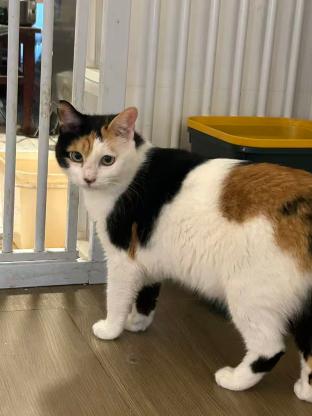 猫咪·三花猫·花妹