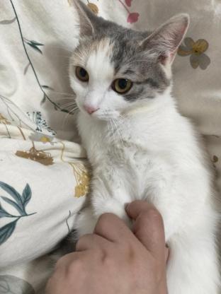 猫咪·三花·崽崽