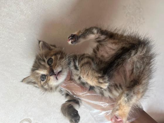 猫咪·狸花猫·妞妞