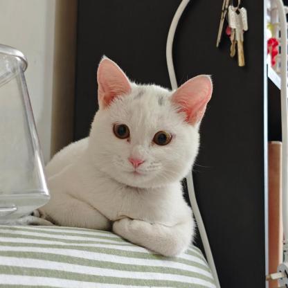 猫咪·中华田园猫·图图