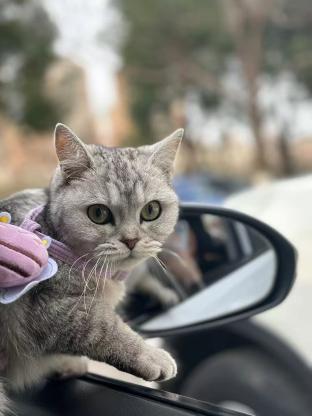猫咪·银渐层·一岁
