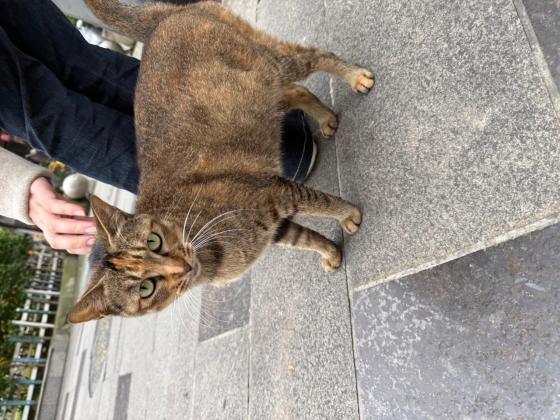 猫咪·雀猫·小麻雀