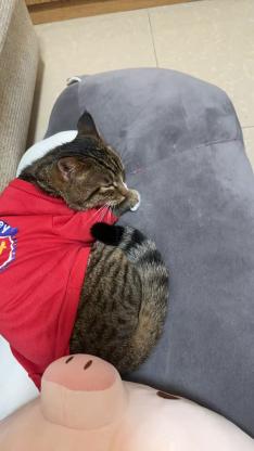 猫咪·雀猫·胖虎