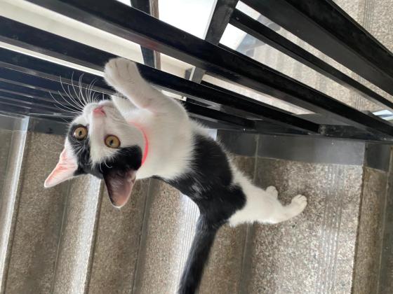 猫咪·中华田园猫·核桃