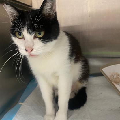 猫咪·中华田园猫·奶糖