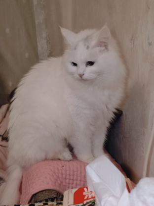 猫咪·布偶串·五百万