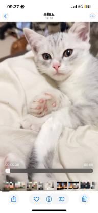 猫咪·起司·Eleven