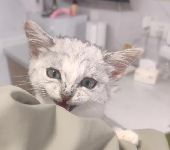 猫咪·银渐层·花花