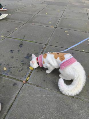 猫咪·白猫·小咪