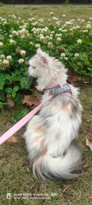 猫咪·长毛三花·猫咪