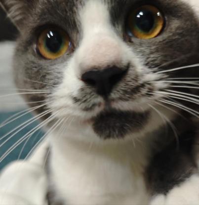 猫咪·蓝白·汤圆