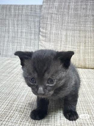 猫咪·田园猫·小黑