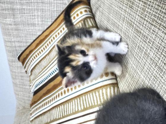 猫咪·田园猫咪·靓靓