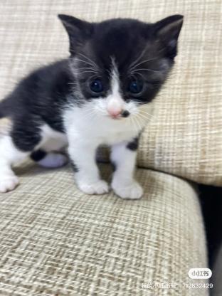 猫咪·田园猫咪·小开