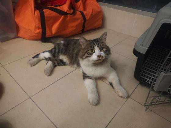 猫咪·简州猫·小流浪