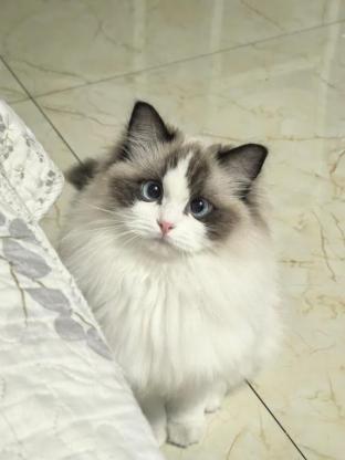 猫咪·布偶·窝窝