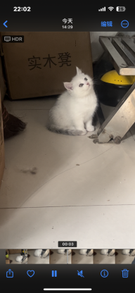 猫咪·缅因串·不高兴