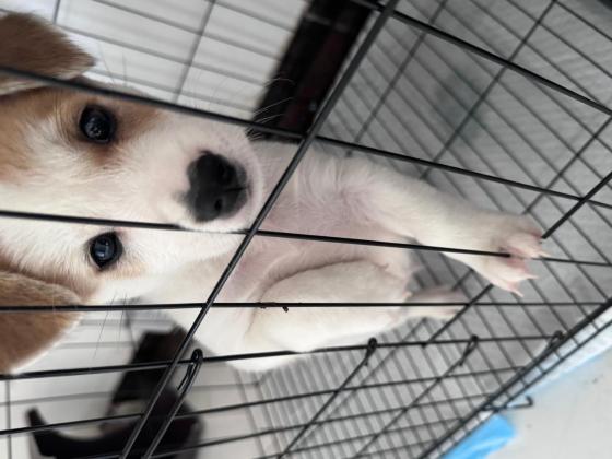 狗狗·土狗·没名字