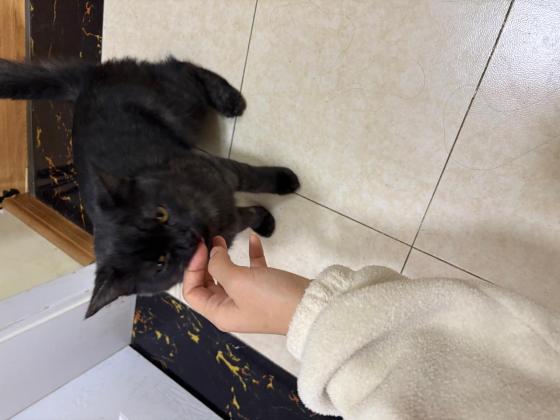 猫咪·黑猫·小黑