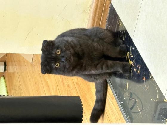 猫咪·黑猫·小黑