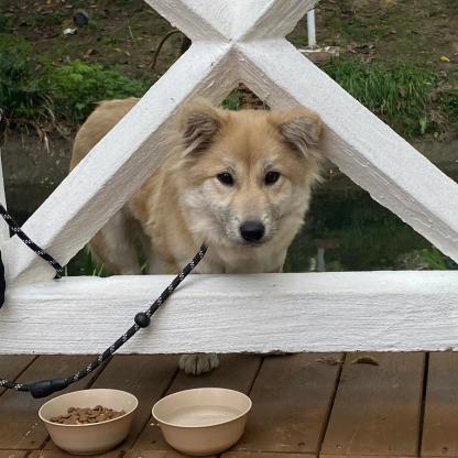 狗狗·串串·不知道