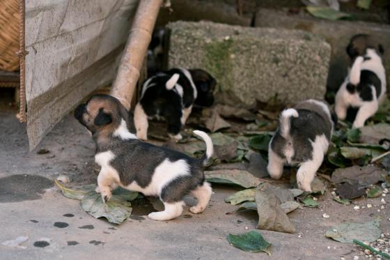 狗狗·田园犬串串·无