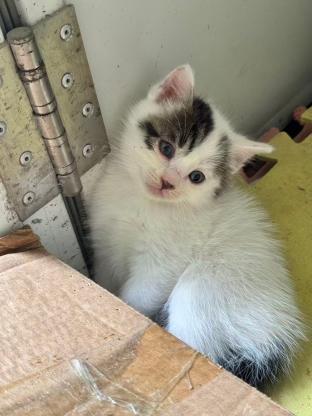 猫咪·串串·还没取